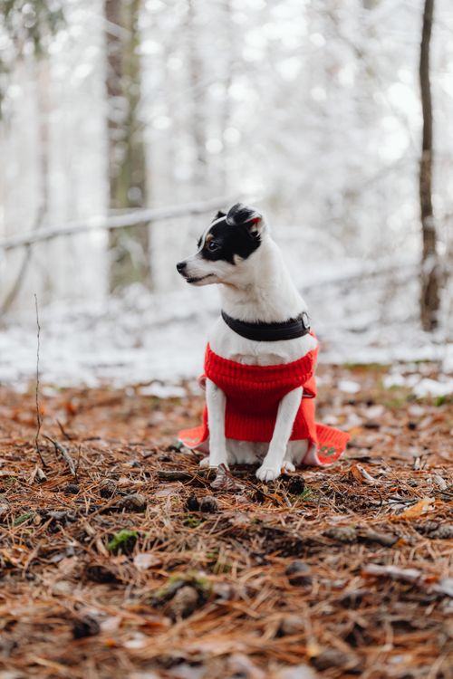 Free A cute puppy sitting in a snowy forest wearing a red sweater, showcasing winter charm. Stock Photo