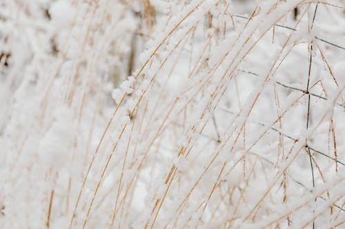 免費 冬季, 圖案, 季節 的 免費圖庫相片 圖庫相片