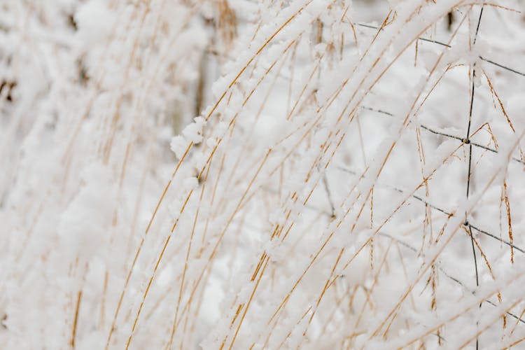 Abstract Image Of Grass And Net In Snow