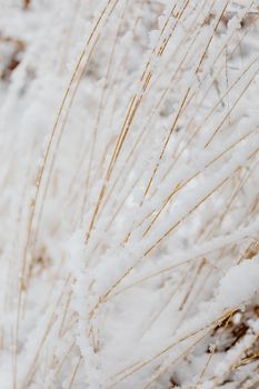 Detailed view of snow-covered grass blades, showcasing winter's texture and beauty.