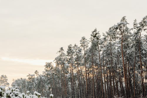 Snow Covered Tall Trees During Winter Season
