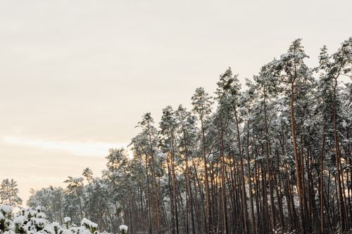 Free Tall snow-covered pine trees in a serene winter forest scene at sunrise. Stock Photo