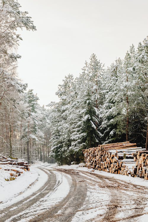 Free Logs near Ground Road in Forest in Winter Stock Photo