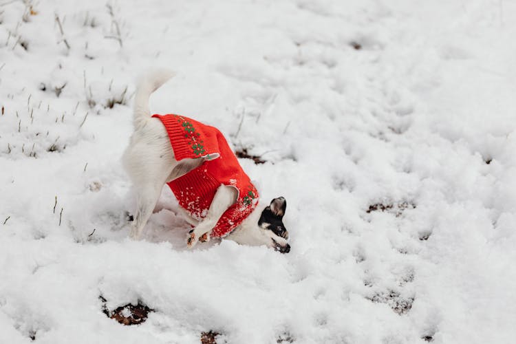 Dog In A Sweater Playing In Snow 