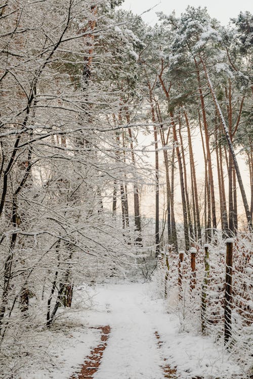 Imagine de stoc gratuită din arbori, cărare, codru