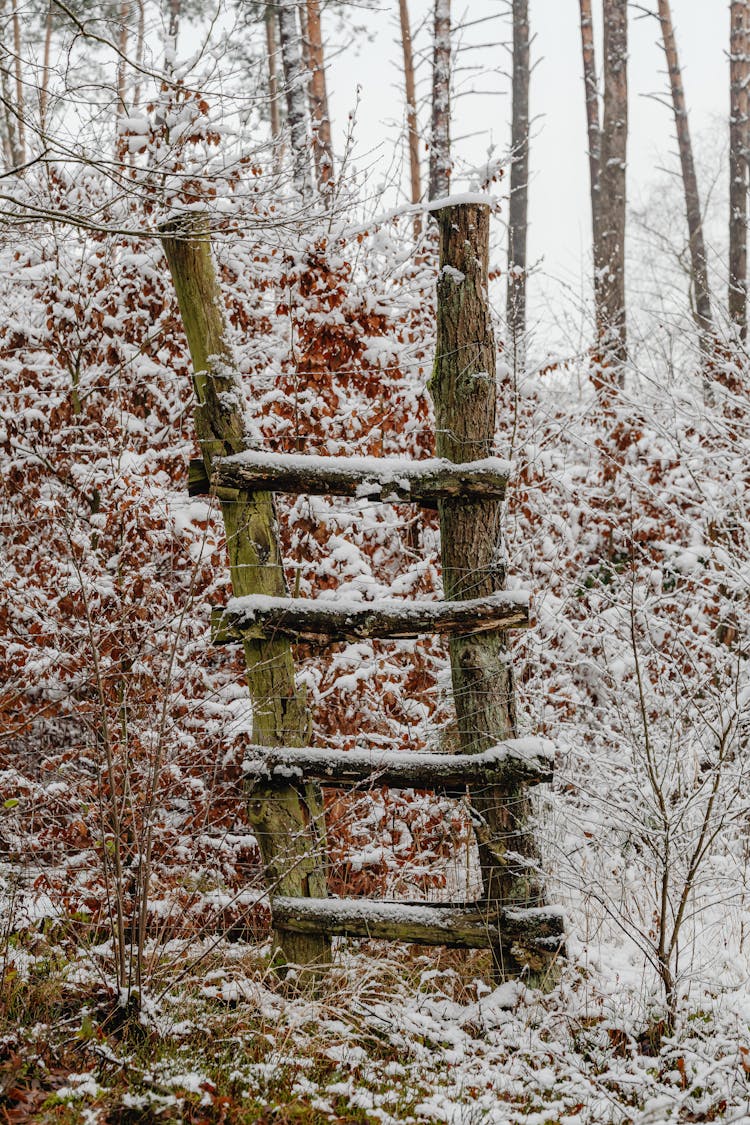 Woode Logs In Forest In Winter