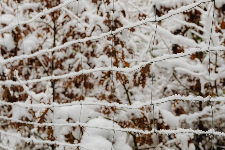 Abstract Shot Of Snow On A Net Fence And Trees