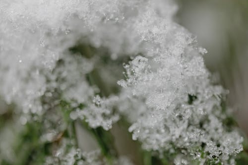 Free A Close-up Photo of Frozen Snow on a Green Plant Stock Photo