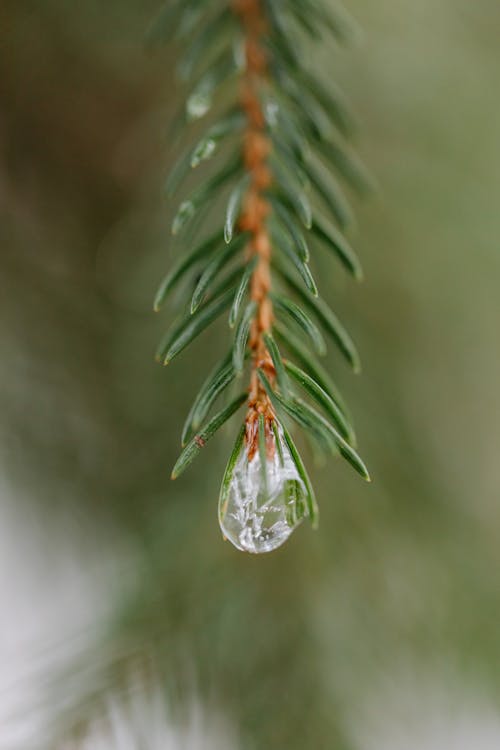 Extreme Close-up of a Water Drop at the End of a Conifer Branch