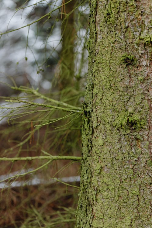 Close Up of Tree Bark