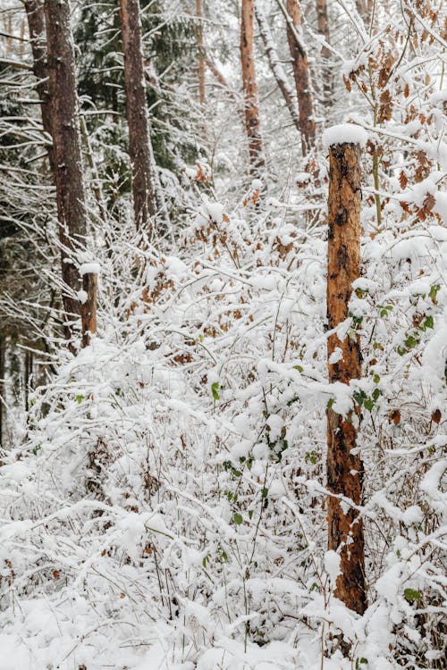 Snow Covered Plants Near Snow Covered Trees