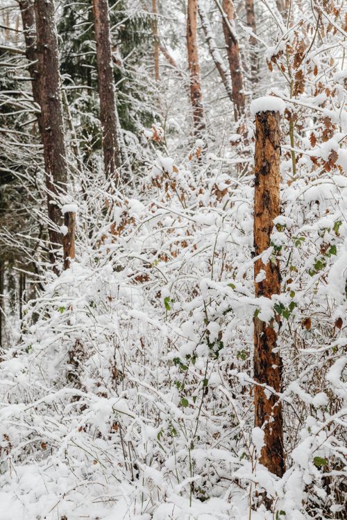 Free Vertical shot of snow-laden tree trunks and plants in a tranquil forest setting during winter. Stock Photo