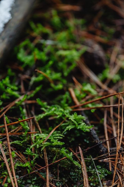 Free Close-up view of vibrant green moss with pine needles on the forest floor. Stock Photo