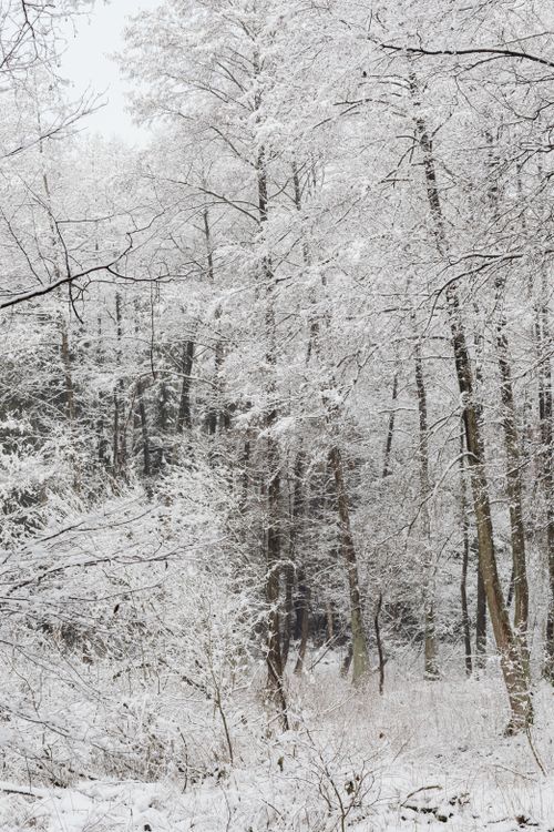 Free A tranquil winter forest scene with snow-covered trees and a peaceful atmosphere. Stock Photo