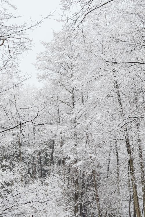 Free Tranquil winter forest scene with snow-laden trees captured during the day. Stock Photo