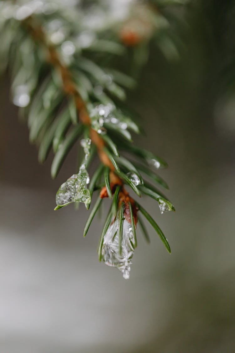 Close Up Of Melting Ice On A Pine Tree Branch