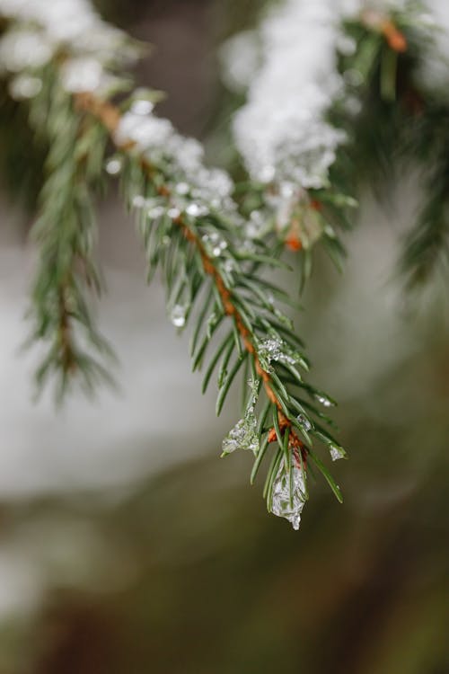 Close-up of a Conifer Tree Branch Covered in Snow 