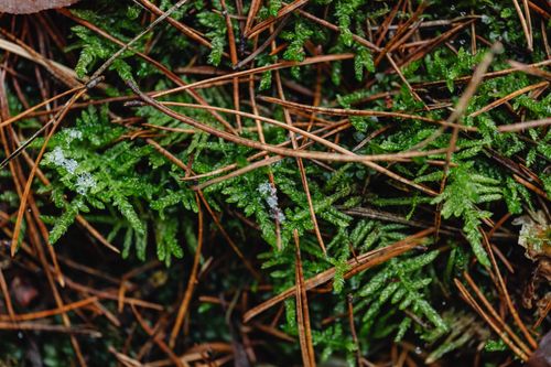 Free Close-up of green ferns with melting snowflakes and dried pine needles. Stock Photo