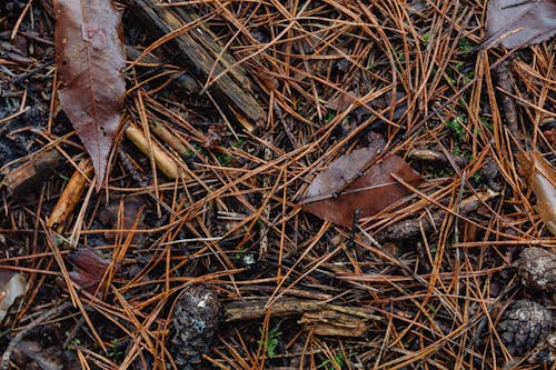 Imagine de stoc gratuită din ace de pin, baza pădurii, brun