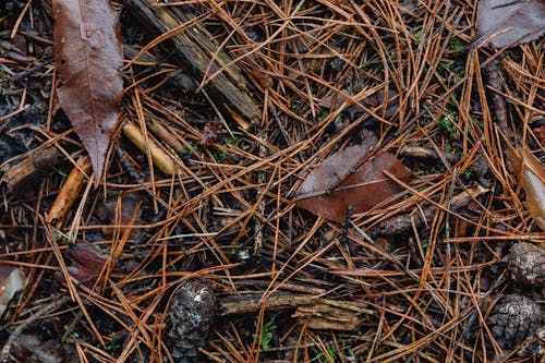 Základová fotografie zdarma na téma borové jehly, borovicové šišky, detailní