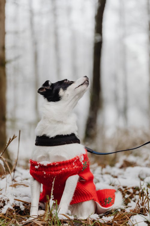 Dog in Snow in Winter