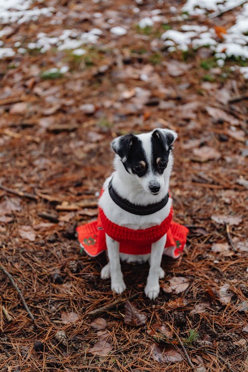 Free Cute Little Dog in a Sweater Outdoors in Winter  Stock Photo
