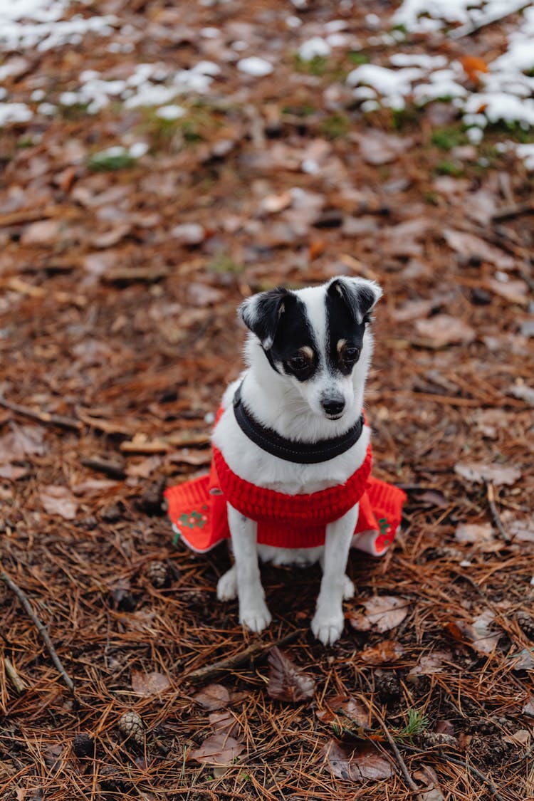 Cute Little Dog In A Sweater Outdoors In Winter 