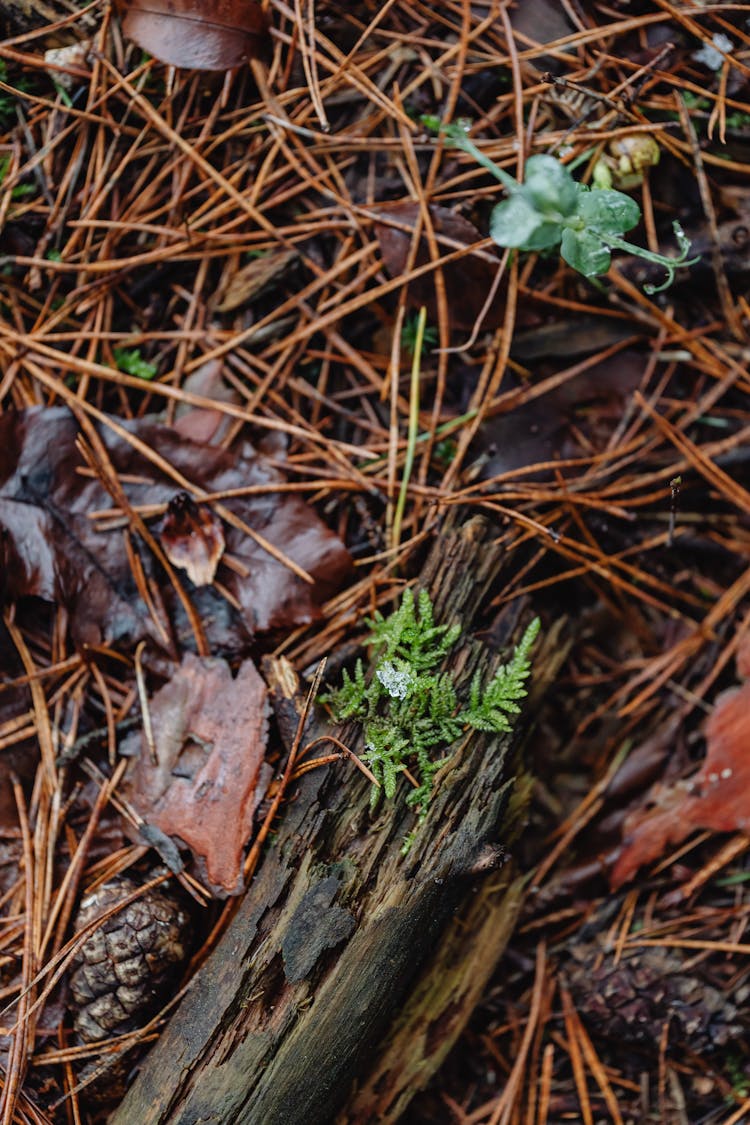 Close Up Of Forest Floor