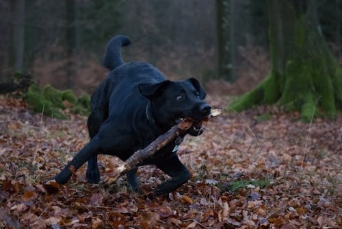 Free stock photo of arctic nature, black, dog