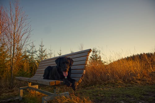 Ảnh lưu trữ miễn phí về chó, đen, labrador