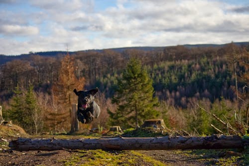 Free stock photo of arctic nature, black, dog