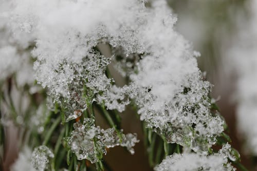 Ilmainen kuvapankkikuva tunnisteilla flunssa, kasvi, lumi