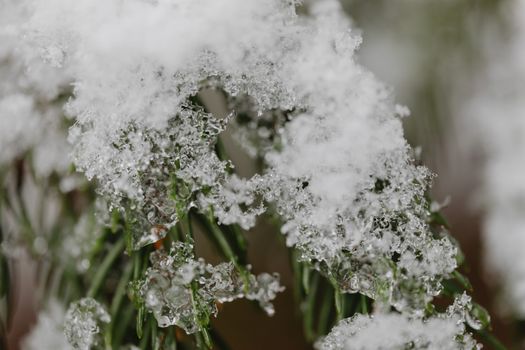 Macro shot of snow and ice crystals covering green pine needles in winter
