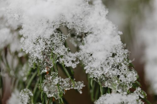 Free Macro shot of snow and ice crystals covering green pine needles in winter Stock Photo