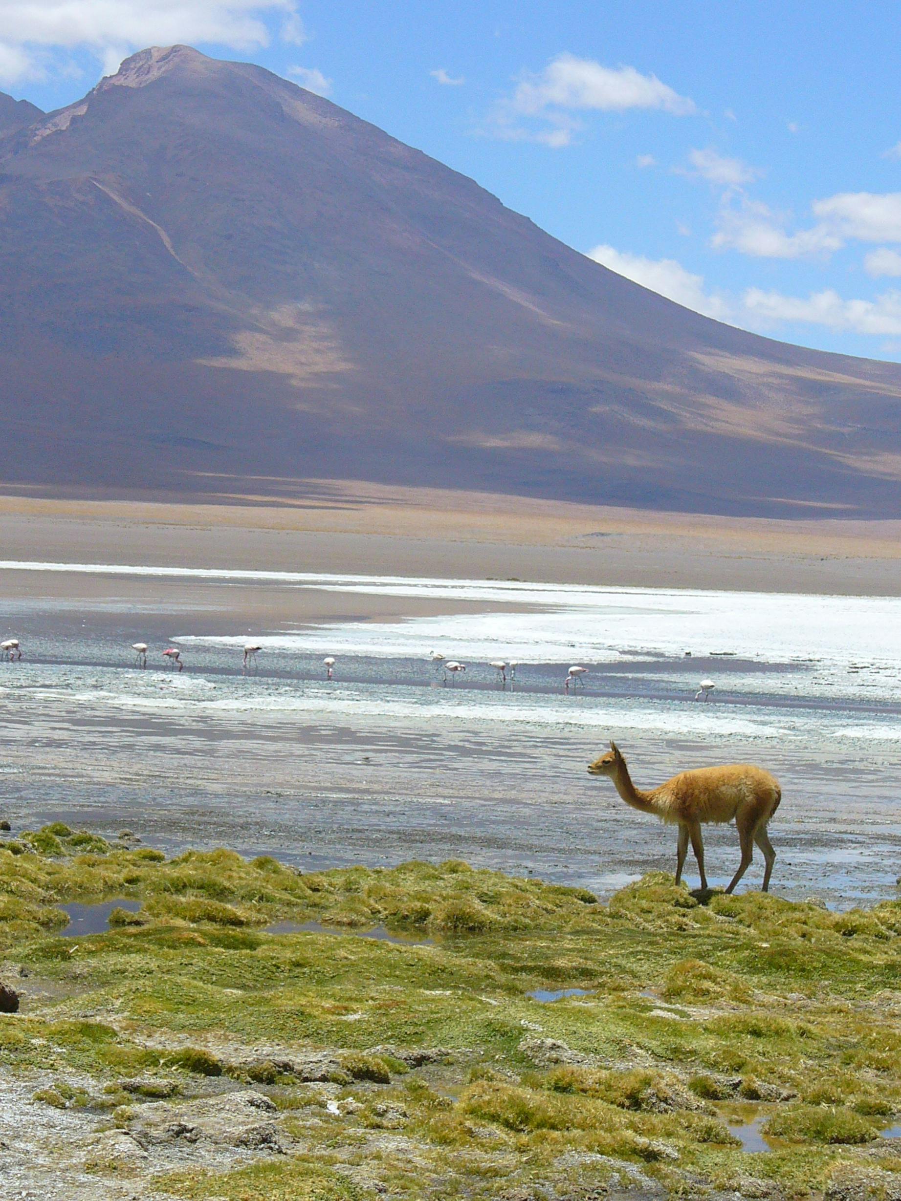 Fast bowler delivering the ball under lights in a cricket stadium