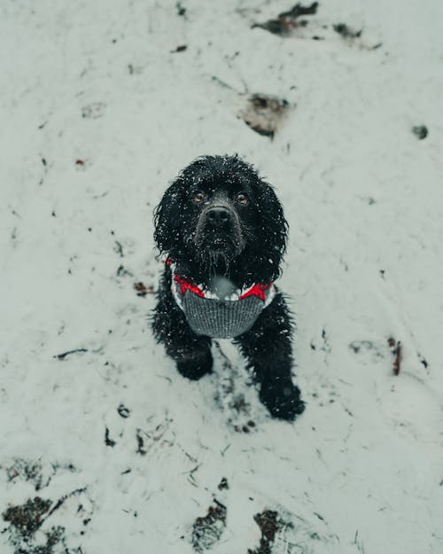 Free A Black Long Coated Dog in the Snow Stock Photo