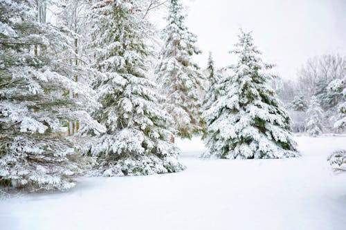 Landscape of Snow Covered Pine Trees on Ground 
