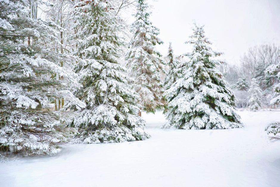 Serene winter scene with snow-covered pine trees creating a peaceful and frosty landscape.