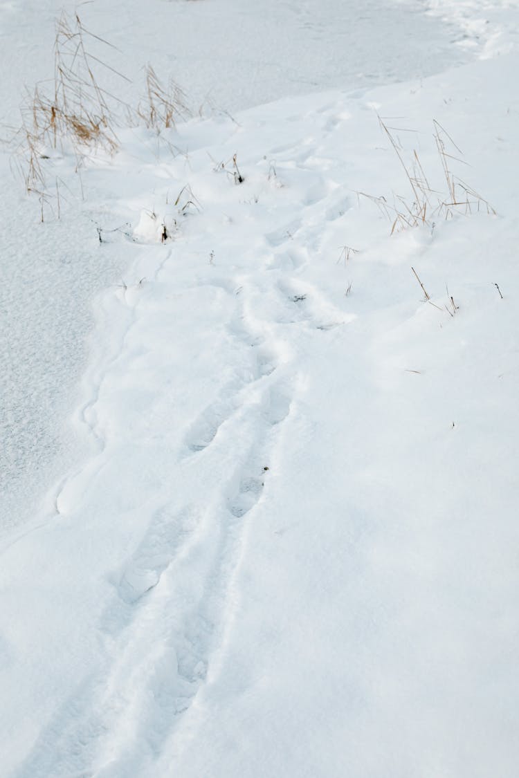 A Footsteps In The Snow