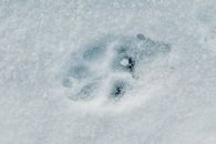 Animal Footstep in the Snow