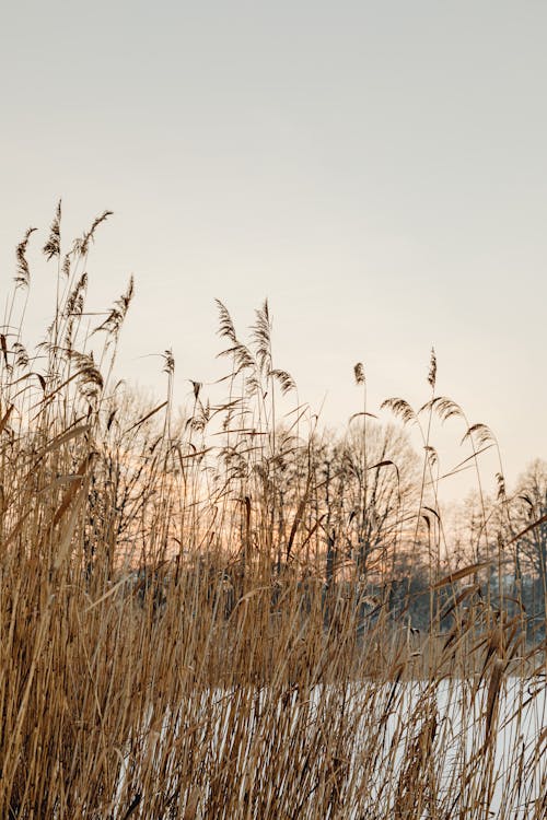 Wheat Growing in Nature on Sunset