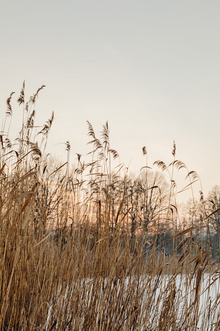 Wheat Growing In Nature On Sunset