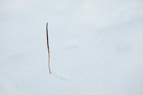 Ilmainen kuvapankkikuva tunnisteilla abstrakti, lumi, minimalistinen