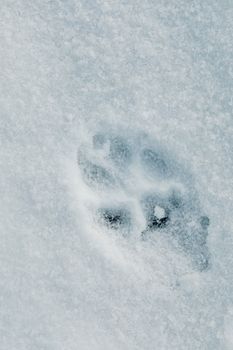 Close-up of an animal paw print in fresh snow, top-down view, winter setting.
