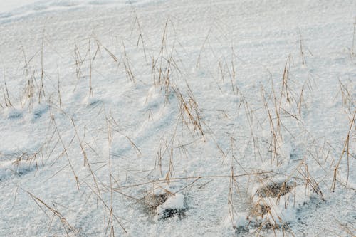 Dry Plants on Frozen Lake