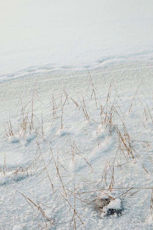 겨울, 눈, 수직 쐈어의 무료 스톡 사진