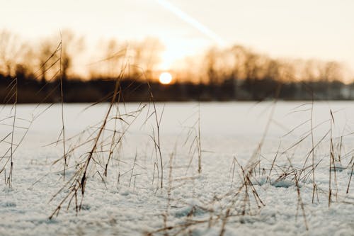 бесплатная Бесплатное стоковое фото с зима, крупный план, на открытом воздухе Стоковое фото