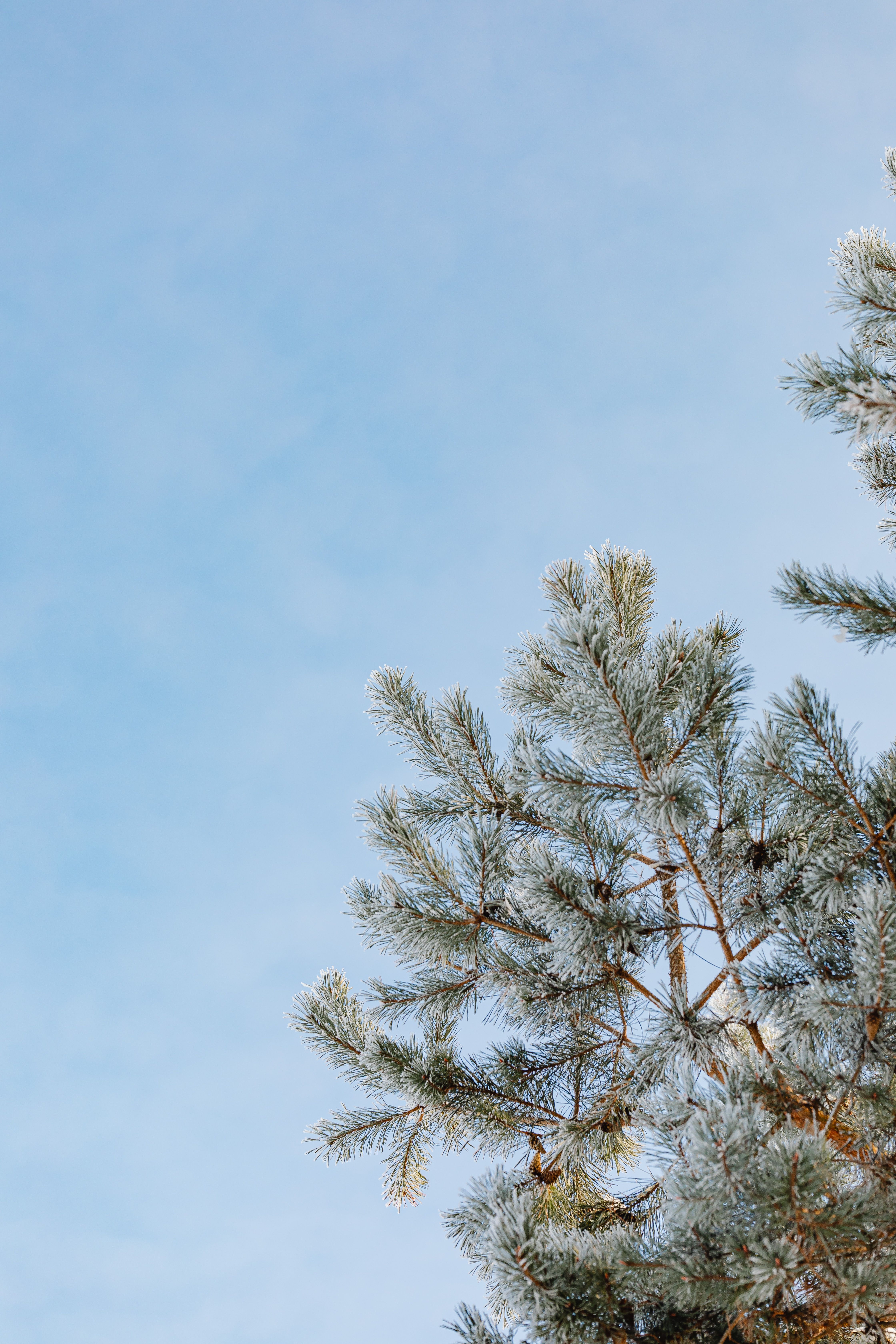 Low Angle Shot of a Tree and Sky · Free Stock Photo