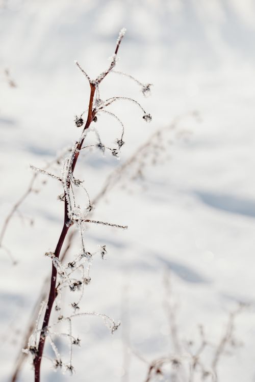 Free Close-up of frost-covered branches in a snow-covered winter landscape. Stock Photo