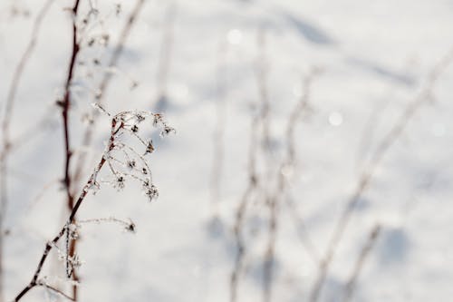 Free Photo of a Snow Covered Tree Branches Stock Photo